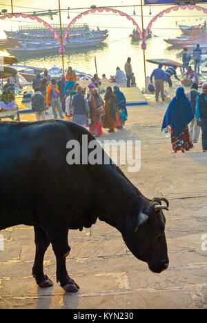 Varanasi, Uttar Pradesh, Inde, 22th janvier 2017, Une vache blak dans la rue de Banares. Banque D'Images