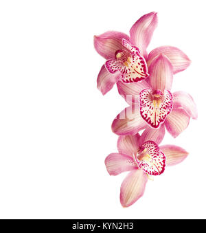 Orchidées roses isolated on white Banque D'Images