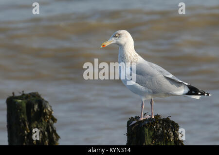 Un jeune Goéland argenté (Larus argentatus) debout sur un poste relevant d'algue marine au bord de la mer. Banque D'Images