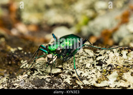 Six points Tiger Beetle Banque D'Images