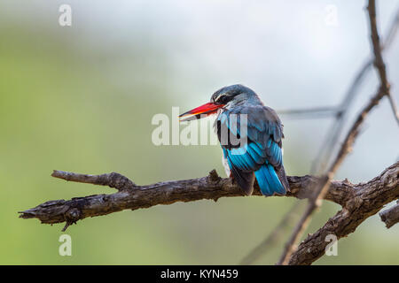 Woodland kingfisher en Kruger National Park, Afrique du Sud ; Espèce Halcyon senegalensis famille des Alcedinidae Banque D'Images