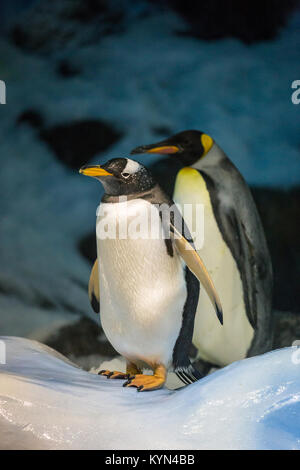 Gentoo pingouin et manchot royal debout sur la glace et la neige en face de pierres et de glace. Banque D'Images