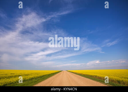 Une route de gravier, divisant la floraison des champs de colza jaune bleu sous un ciel nuageux dans un paysage de campagne déserte dans les prairies Banque D'Images