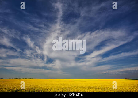 Une floraison jaune vif des cultures de canola sous un ciel nuageux bleu spectaculaire dans un paysage de campagne d'été Banque D'Images