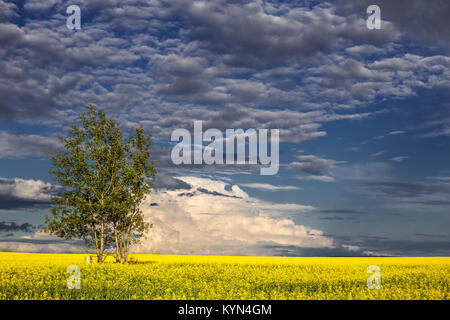 Un arbre vert foncé Floraison jaune dans un champ de canola sous ciel nuageux cumulus dans un paysage rural landscape Banque D'Images