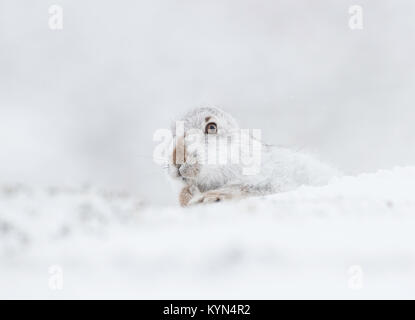 Lièvre - Lepidus timidus sur des collines couvertes de neige Banque D'Images