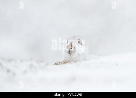 Lièvre - Lepidus timidus sur des collines couvertes de neige Banque D'Images