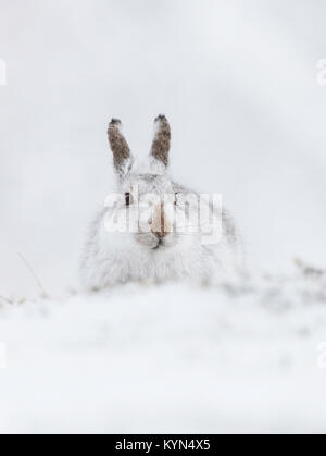 Lièvre - Lepidus timidus sur des collines couvertes de neige Banque D'Images