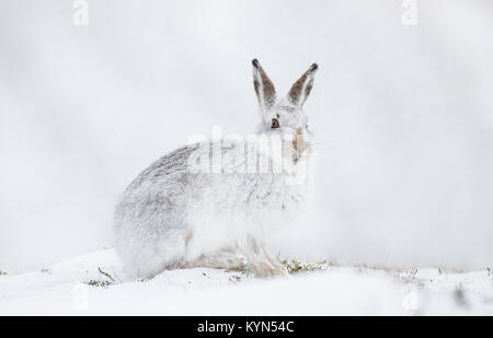 Lièvre - Lepidus timidus sur des collines couvertes de neige Banque D'Images