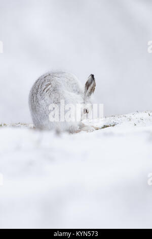 Lièvre - Lepidus timidus sur des collines couvertes de neige Banque D'Images