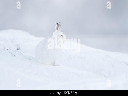 Lièvre - Lepidus timidus sur des collines couvertes de neige Banque D'Images