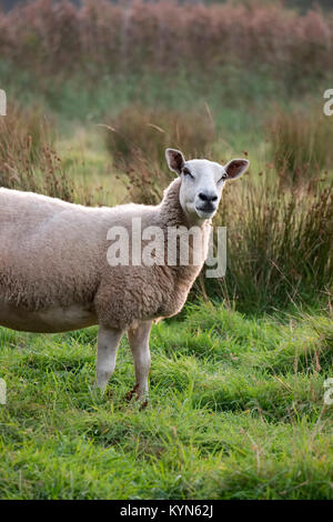 Le pâturage des moutons sur Norfolk marsh Banque D'Images