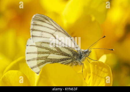 Green-papillon blanc veiné reposant sur les fleurs - Pieris napi Banque D'Images