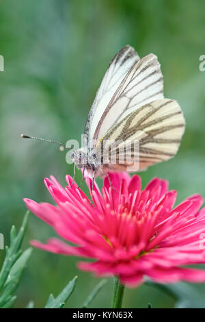 Green-papillon blanc veiné reposant sur Marguerite fleurs Daisy - Pieris napi Banque D'Images