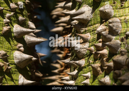 Détail de la Ceiba chodatii ou Arbre à soie floss montrant woody épines le long du tronc conique, Kenya, Afrique de l'Est Banque D'Images