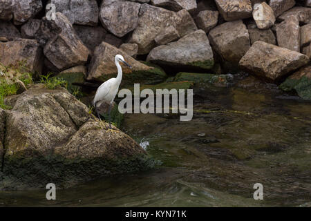 Aigrette neigeuse Heron oiseau sur les rochers d'un homme fait de la jetée pier rock veillant sur un grand lac. Banque D'Images