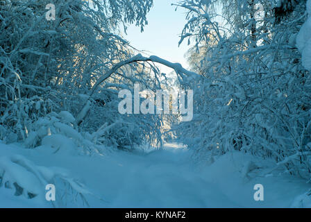 Route à travers la forêt d'hiver, qui est devenu impraticable après une chute de neige ; d'épaisses couches de neige se trouvent sur les branches d'arbres et sur la route Banque D'Images