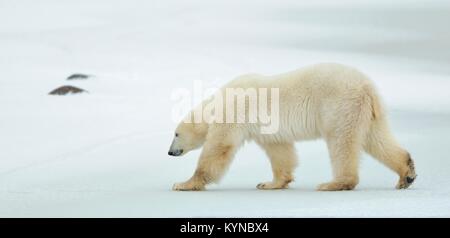 L'adulte mâle ours polaire (Ursus maritimus) randonnée pédestre sur neige. Mâle ours polaire (Ursus maritimus) sur la neige. La toundra arctique,DE, Banque D'Images