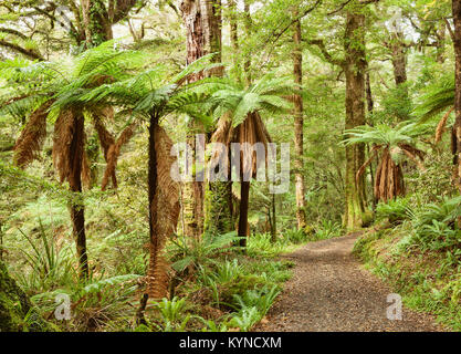 Sentier qui traverse la forêt tropicale tempérée , Te Urewera National Park, North Island, New Zealand Banque D'Images