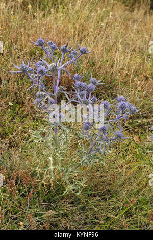 Plante à fleurs d'améthyste eryngo Banque D'Images