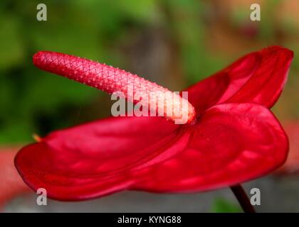 Vue rapprochée d'Anthurium - fleur - fleur queue flamingo - laceleaf pétales de fleurs dans un bungalow jardin à Matale Sri Lanka Banque D'Images