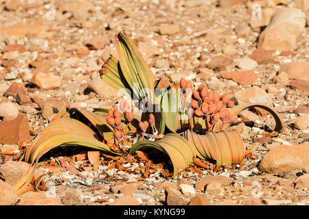 Une femme plante Welwitschia, montrant les cônes femelles de plus en plus, dans le désert aride du nord de la Namibie. Banque D'Images