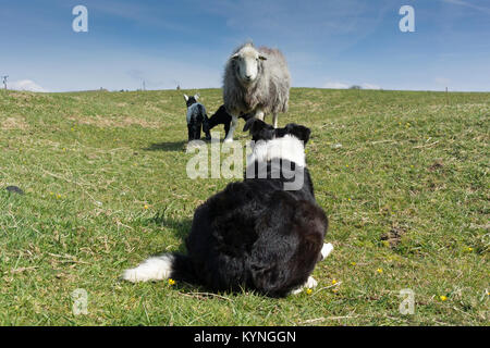 Regarder un chien Border Collie brebis et agneaux Herdwick, printemps, Cumbria, Royaume-Uni Banque D'Images