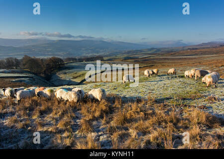 Moutons Swaledale en hiver, d'être nourris sur les pâturages de montagne au-dessus de Askrigg dans Wensleydale, North Yorkshire, UK. Banque D'Images