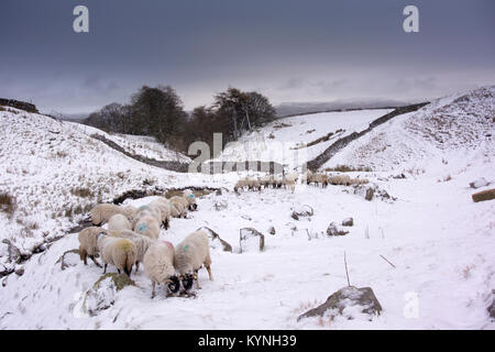 L'alimentation des brebis Swaledale dans une lande couverte de neige, North Yorkshire, UK. Banque D'Images