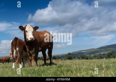 Vache et son veau Hereford au pied boire du lait de sa mère, dans un paysage de Cumbrie, au Royaume-Uni. Banque D'Images