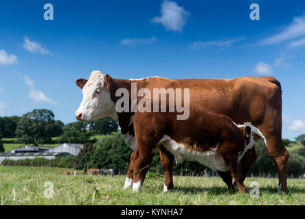 Vache et son veau Hereford au pied boire du lait de sa mère, dans un paysage de Cumbrie, au Royaume-Uni. Banque D'Images