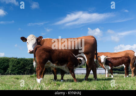 Vache et son veau Hereford au pied boire du lait de sa mère, dans un paysage de Cumbrie, au Royaume-Uni. Banque D'Images