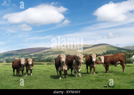 Les jeunes taureaux Hereford sur pâturage dans la vallée de la Lune, Cumbria, Royaume-Uni. Banque D'Images