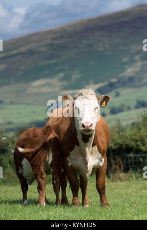 Vache et son veau Hereford au pied boire du lait de sa mère, dans un paysage de Cumbrie, au Royaume-Uni. Banque D'Images