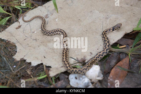 Un serpent crawls plus de débris comme agents de patrouille frontalière américaine conduite des opérations de recherche et de sauvetage à la suite de l'ouragan Harvey le 27 août 2017. U.S. Customs and Border Protection photo par Glenn Fawcett Banque D'Images