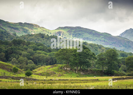 Beautiful vista of the English countryside with sheep grazing in the meadow. Banque D'Images