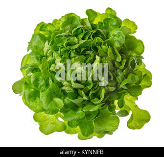 La laitue ou salade vert tête photo isolé sur fond blanc, le régime alimentaire et la perte de poids saine alimentation concept detox Banque D'Images