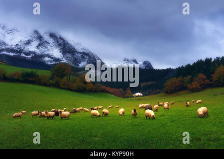 Le pâturage des moutons au Pays Basque Banque D'Images