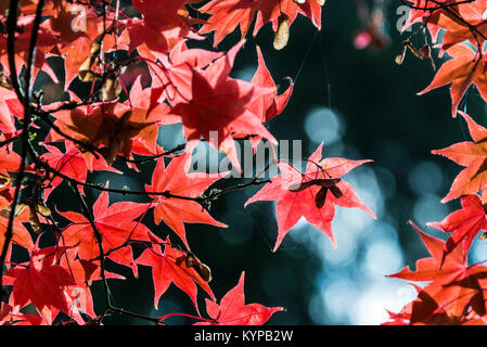 Un érable japonais en automne (Acer palmatum ssp amoenum) Banque D'Images