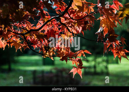 Un érable japonais en automne (Acer palmatum ssp amoenum) Banque D'Images