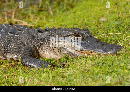 Alligator dans Shark Valley dans les Everglades en Floride Banque D'Images