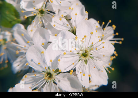 Photo du pommier à fleurs avec des fleurs blanches et jaune sur fond vert bokeh Banque D'Images