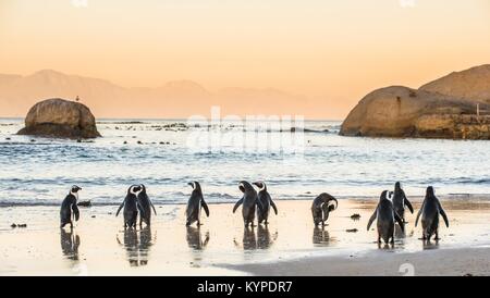 Pingouins africains sur la côte sablonneuse dans le coucher du soleil. Ciel rouge. ( Manchot Spheniscus demersus) également connu sous le nom de la Jackass penguin et putois peng Banque D'Images