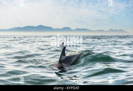 Groupe des dauphins, nager dans l'océan et la chasse aux poissons. Les dauphins nager et sauter de l'eau. Le dauphin commun à long bec (scientifique na Banque D'Images