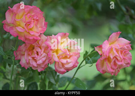 Un groupe de roses de couleur rose et jaune Banque D'Images