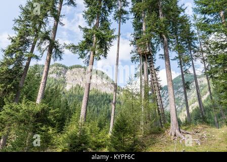 Soulevées se cacher dans une forêt, Autriche Banque D'Images