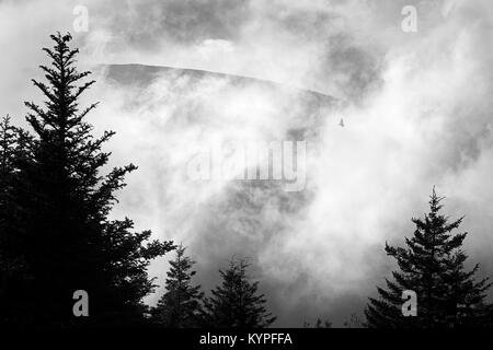 Brouillard de compensation dramatique avec raptor silhouette sur Cadillac Mountain dans l'Acadia National Park dans le Maine Banque D'Images