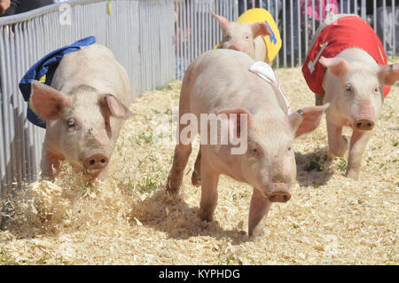 Quatre petits cochons course à County Fair Banque D'Images