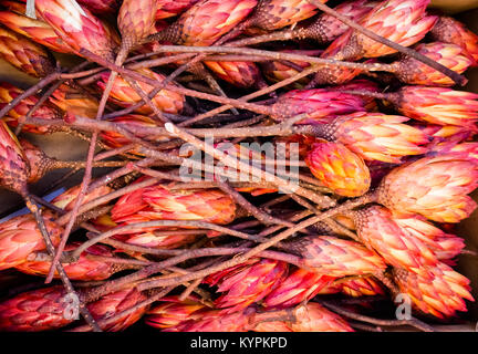 Fleurs séchées rouge sugarbush se situent sur une pile Banque D'Images