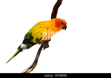 Conure soleil, belle oiseau perroquet jaune isolé sur fond blanc Banque D'Images